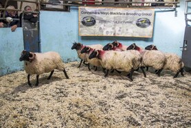 Camera at the Mart: steady trade at CMBBG Blackface sale in Maam Cross