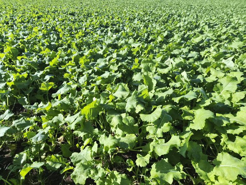 Editorial:  winter feed focus 