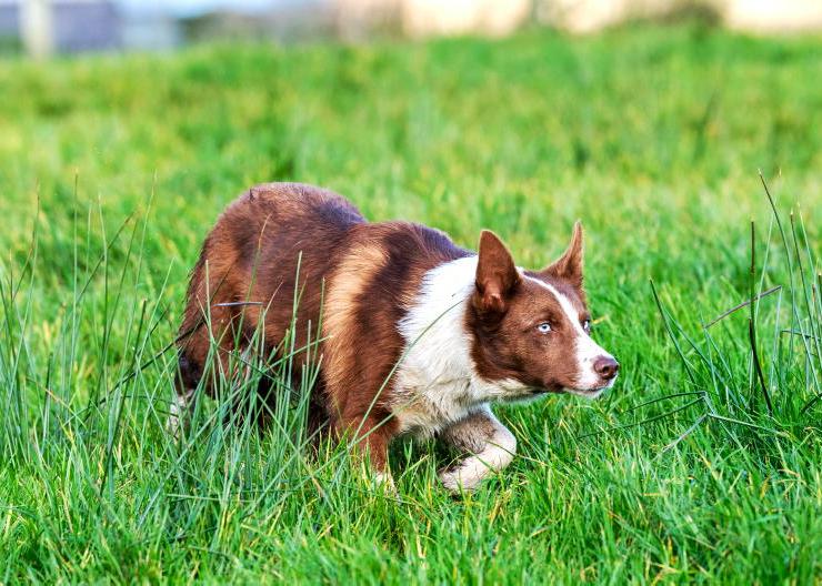 Why farmers are paying €5,000 and more for trained sheepdogs