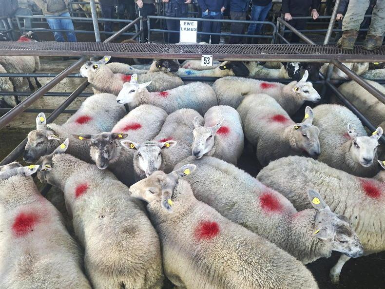 Sheep mart watch: trade remains steady while numbers increase 