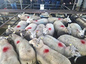 Sheep mart watch: trade remains steady while numbers increase 