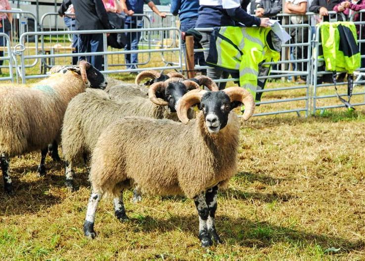 Munster Lanark Sheep Breeders gaining traction