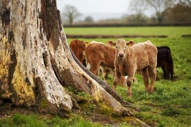 Grass+ Beef: growth consistent but ground conditions less so