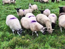 Sheep Management: final breeding checks and crossbreeding