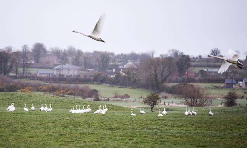 Grazing allowed in geese and swans action