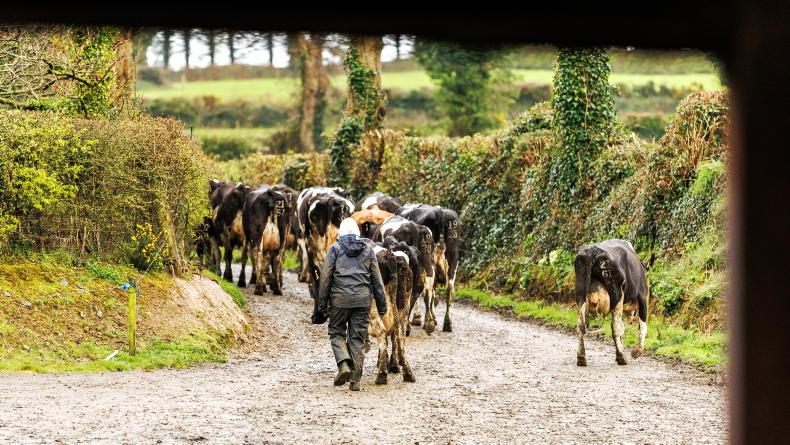 Vets extol the logic of vaccinating for bluetongue