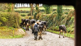 Vets extol the logic of vaccinating for bluetongue