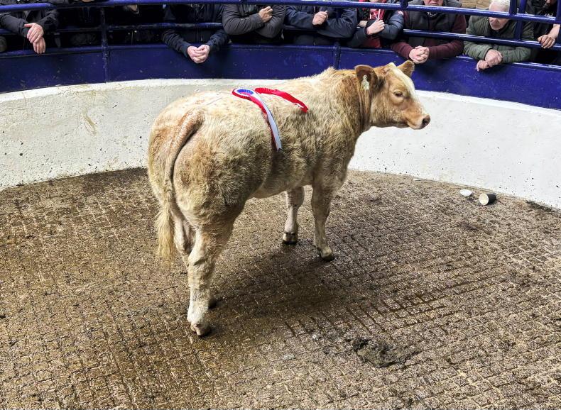 Camera at the Mart: weanling heifers average over €5.20/kg in Carrigallen