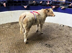 Camera at the Mart: weanling heifers average over €5.20/kg in Carrigallen