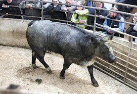 Camera at the Mart: full clearance of Michael Roche's in-calf heifers in Carnew 