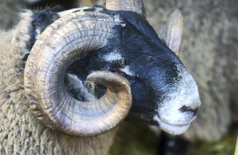 Catalogue available for Sheep Ireland hill ram sale
