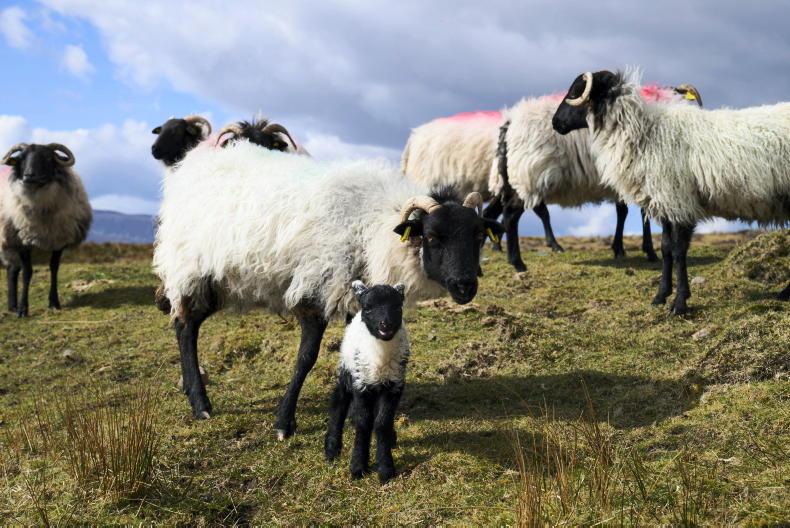 65% of UK farmers planning to ‘definitely’ vaccinate against bluetongue in 2027