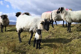 65% of UK farmers planning to ‘definitely’ vaccinate against bluetongue in 2027