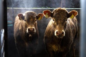 300kg to 400kg bulls hit the sweet spot in Mohill show and sale