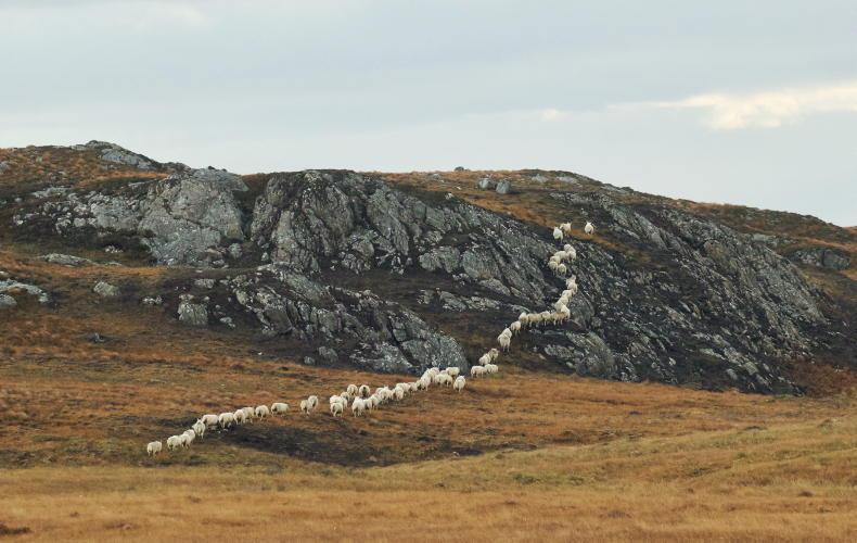 Absence of extra funding for livestock schemes and ANC payments a concern – IFA