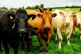 EU farm subsidies fall to lowest share of farm incomes in quarter of a century