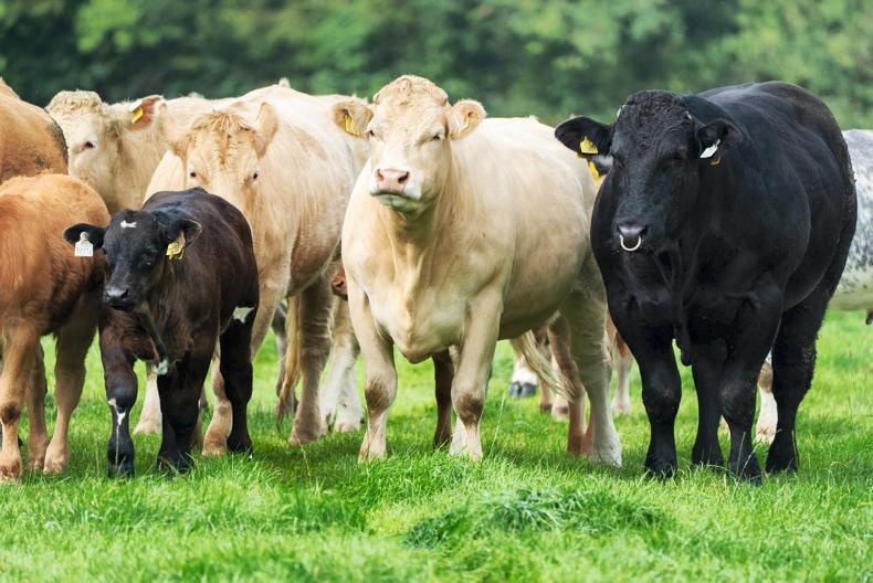 Quality cows on offer in Roscommon mart dispersal sale