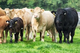Quality cows on offer in Roscommon mart dispersal sale
