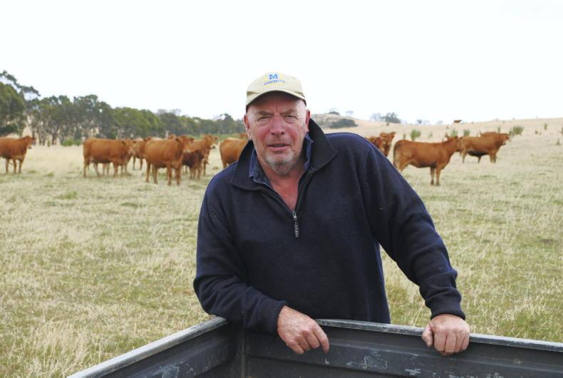 ‘Yield like hell’: how an Irish man built the finest Limousin herd in Australia