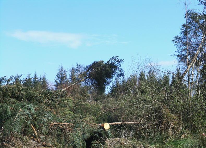 New forest planting falls 22% as industry says funding is not the main problem