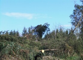 New forest planting falls 22% as industry says funding is not the main problem