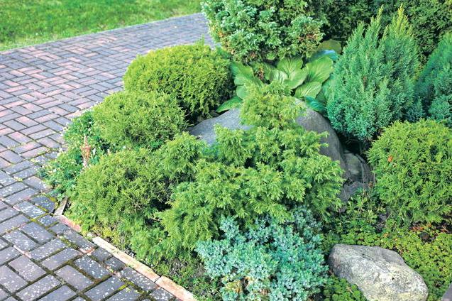 Gardening with Paul: compact conifers with big impact