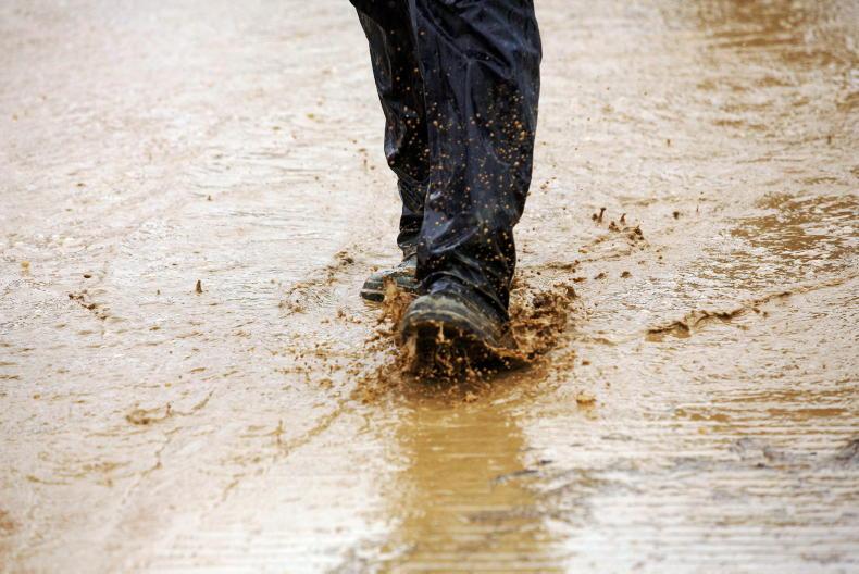 Home Farm:  mucky paddocks, but progress