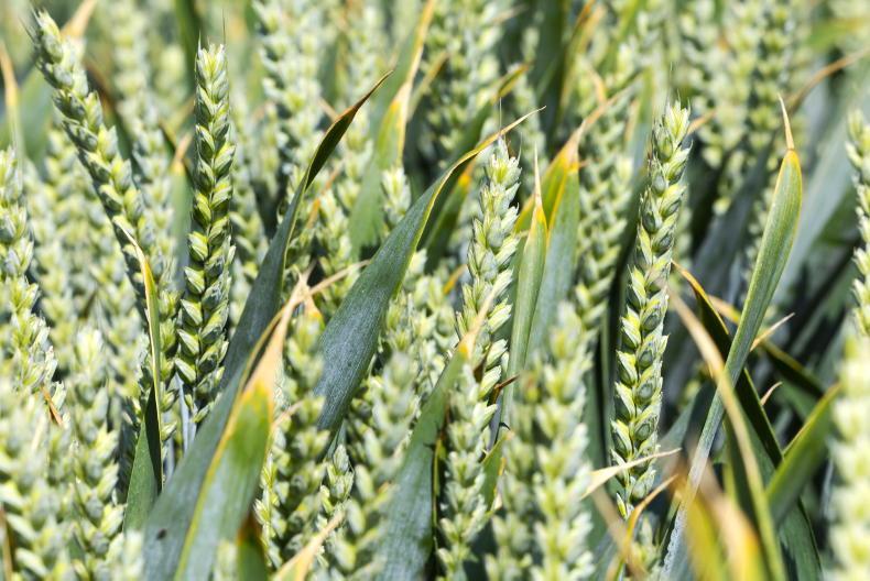 New handheld scanner provides in-field leaf-nutrient analysis