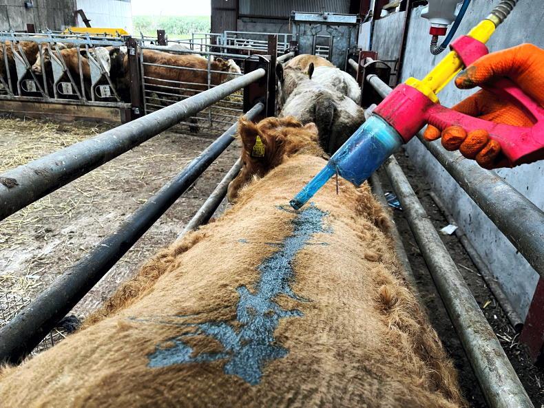 Vet's Corner: the pitfalls of an extended grazing season and calendar farming