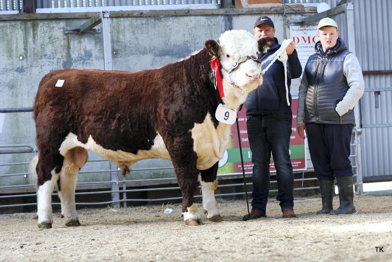 Hereford bulls reach €8,400 in mixed trade at autumn premier