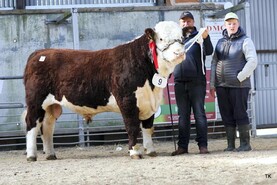 Hereford bulls reach €8,400 in mixed trade at autumn premier