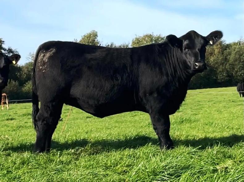 High index Angus, Charolais and Limousin cattle set for Laois online sale