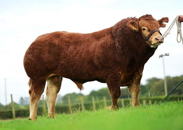 Jalex cattle in hot demand at heifer sale