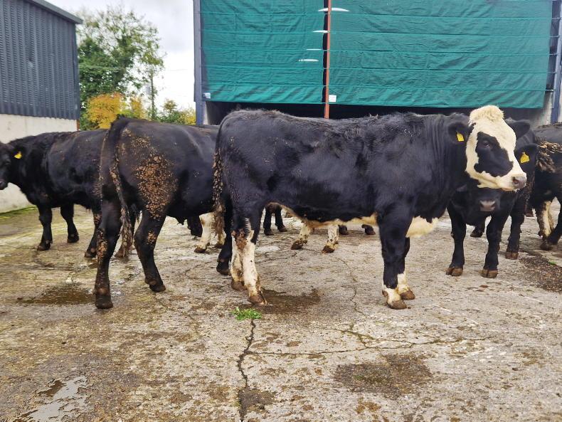 Higher-CBV cattle result in carcases 25kg heavier