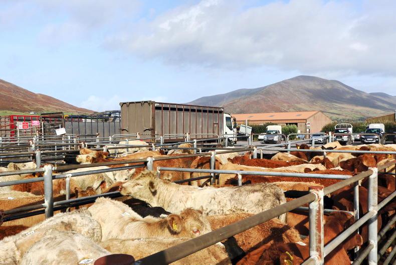 Camera at the Mart: even the bottom third of bulls top €5/kg in Cahersiveen