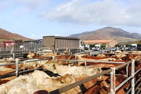 Camera at the Mart: even the bottom third of bulls top €5/kg in Cahersiveen