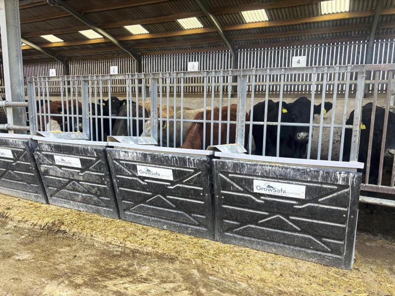 750-cow Scottish suckler farm measuring feed efficiency to drive profit