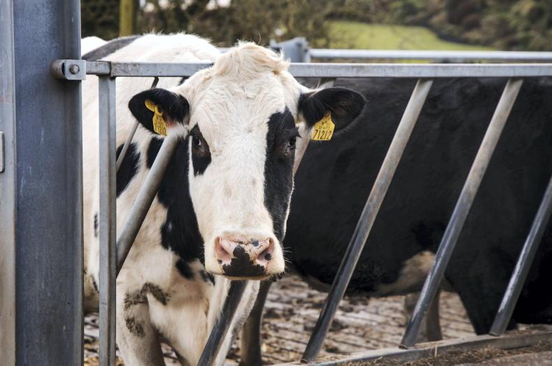 Bluetongue cases tick upwards again, with spread growing in Wexford 