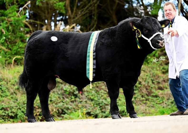 Limerick buyer takes home £5,800 Angus champion from Dungannon Mart