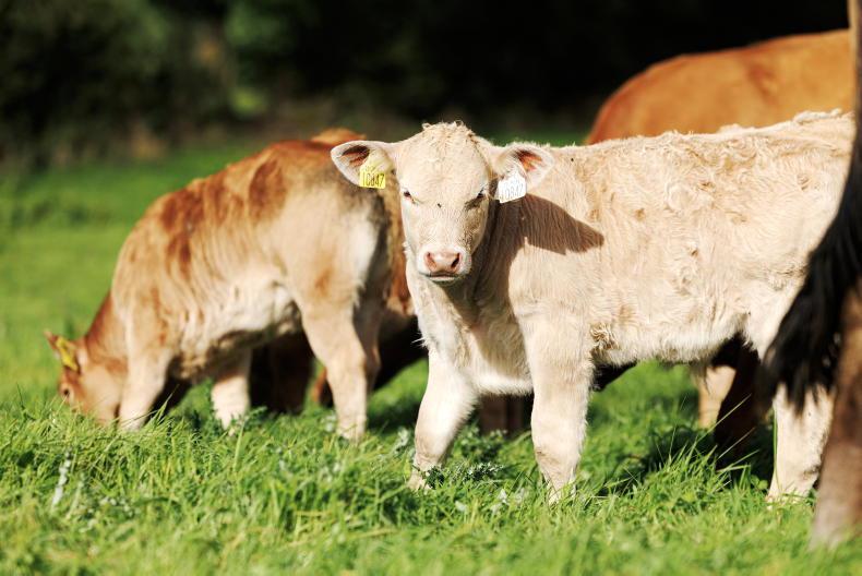 ICSA warns 24% CAP budget cut will devastate Irish beef and sheep farmers