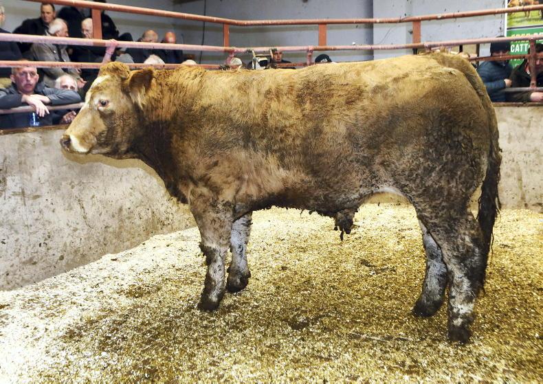 Sharp prices for bullocks at Clogher