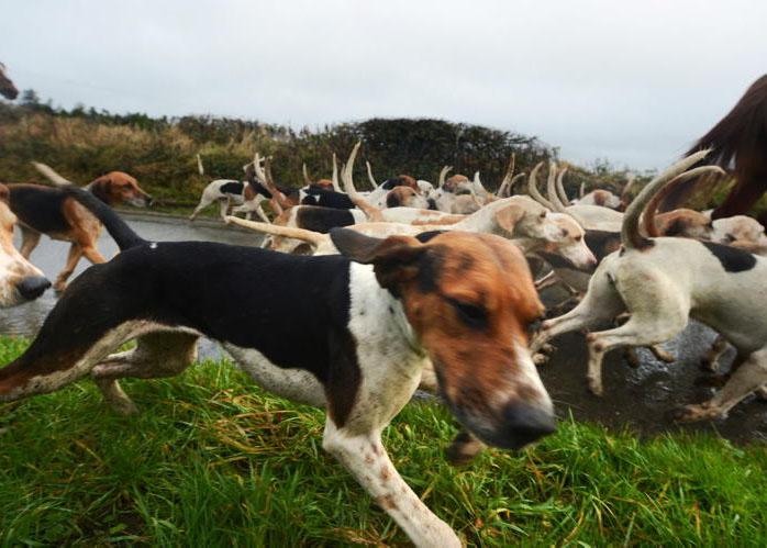 UFU oppose bill to ban hunting with dogs