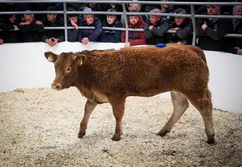 Camera at the Mart: Clifden Mart sees Limousin-cross heifers average €5.63/kg