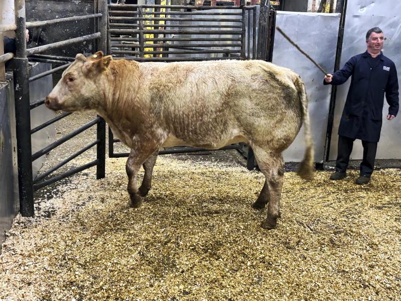 Camera at the Mart: springers top at €6,900 in Ballina