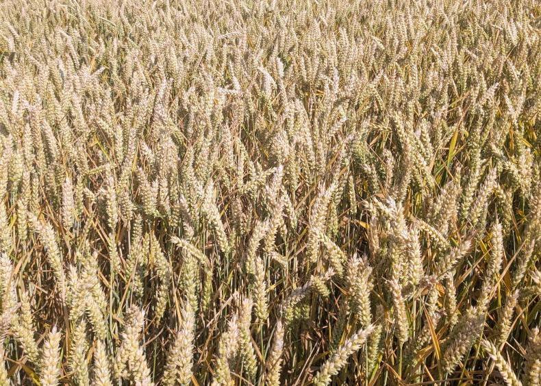 Building weather resilience on tillage farms