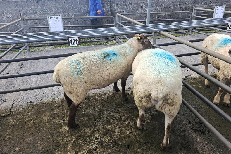 Sheep mart watch: boost for cull ewes as sheep trade remains unchanged