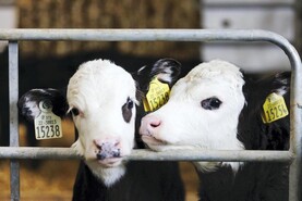 Top 10 labour saving ideas for dairy farms: automatic calf feeder