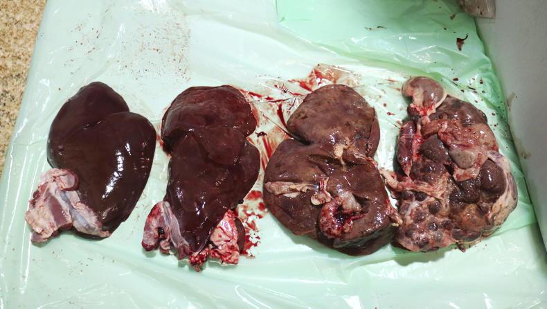 Sheep management: liver fluke, FEC reduction test and sheep movement