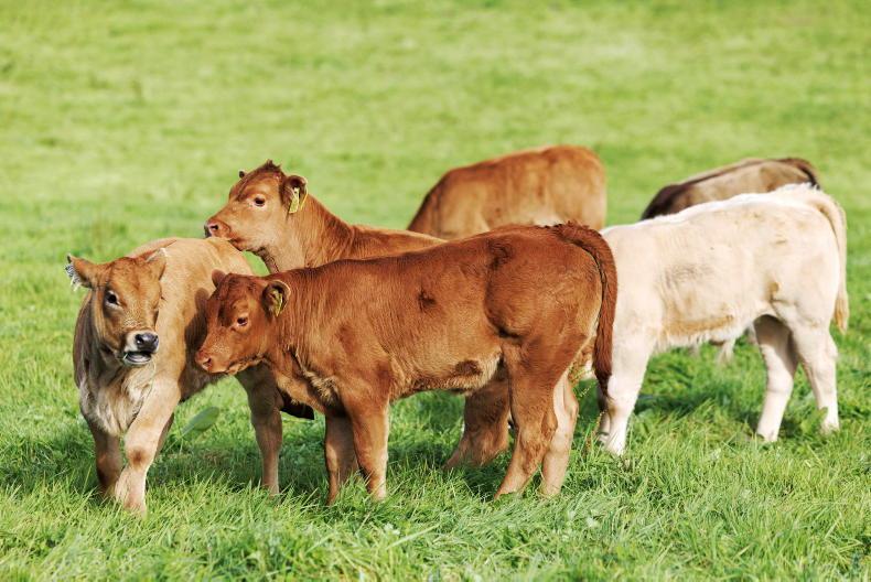 Grass+ Beef: is now the time to lime?