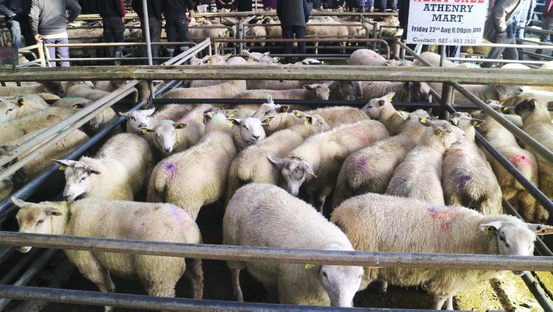 Store lambs sell upwards of €4/kg liveweight